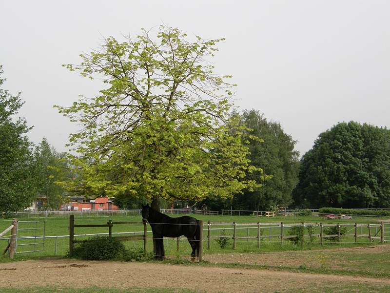 Rappe im Schatten