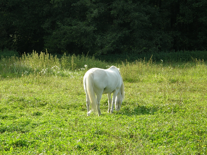 Schimmel auf sonniger Wiese