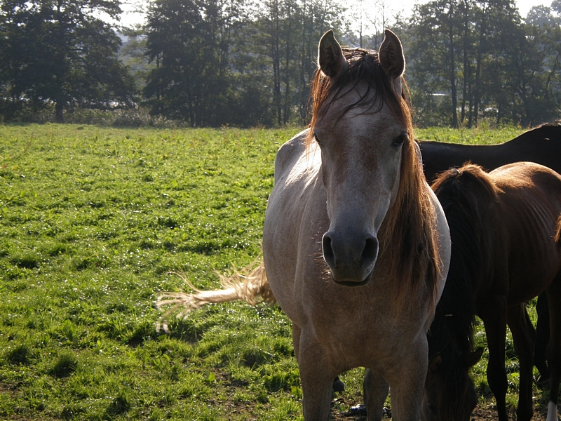 Pferd am Zaun