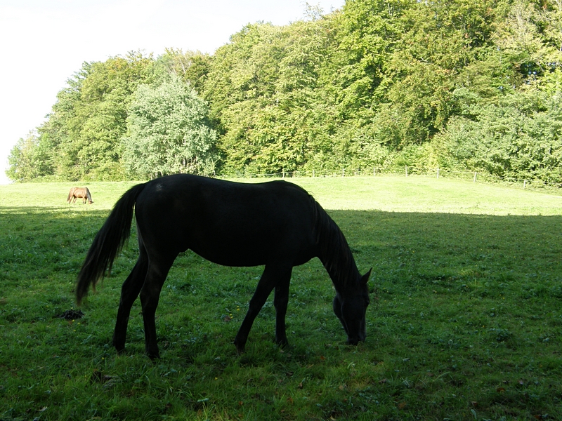 Pferd im Schatten