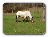 Pferd beim Grasen auf der Wiese