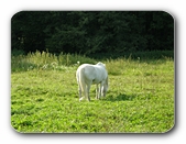 Schimmel auf sonniger Wiese