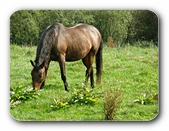 Pferd auf der Weide