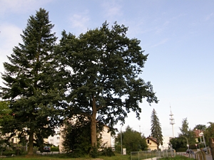 Riesenhafte Bäume in Ravensburg
