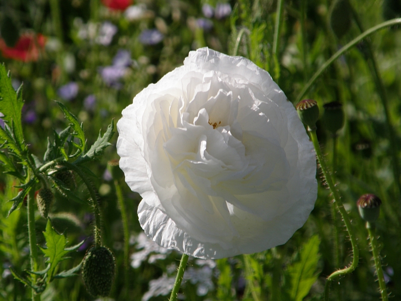 Wiesenrose