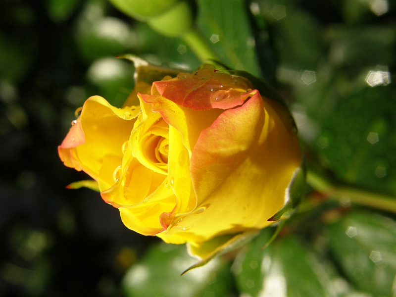 Rosenblte gelb, geschlossen