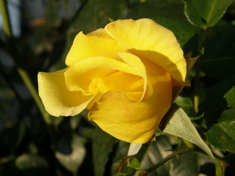 Nicht ganz geöffnete gelbe Rose (57 von 64)