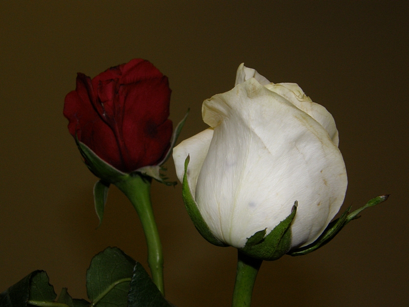Weiße und Rote Rosenblüte