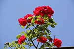 Rote Rosen