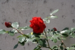 Rose geschlossen