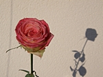 Rose mit Schatten