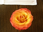 Rosenblte orange