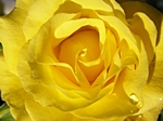 Rosenblte gelb