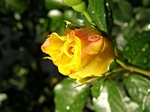 Gelbe Rose, nicht ganz offen