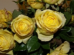 Gelbe Rosen im Strauch