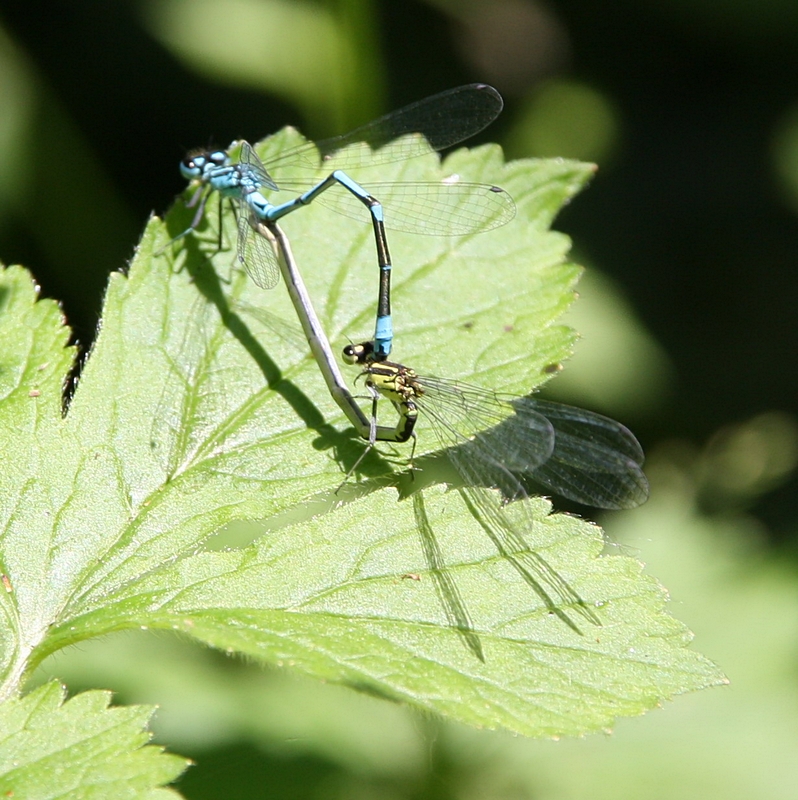 Azurjungfern bei der Paarung