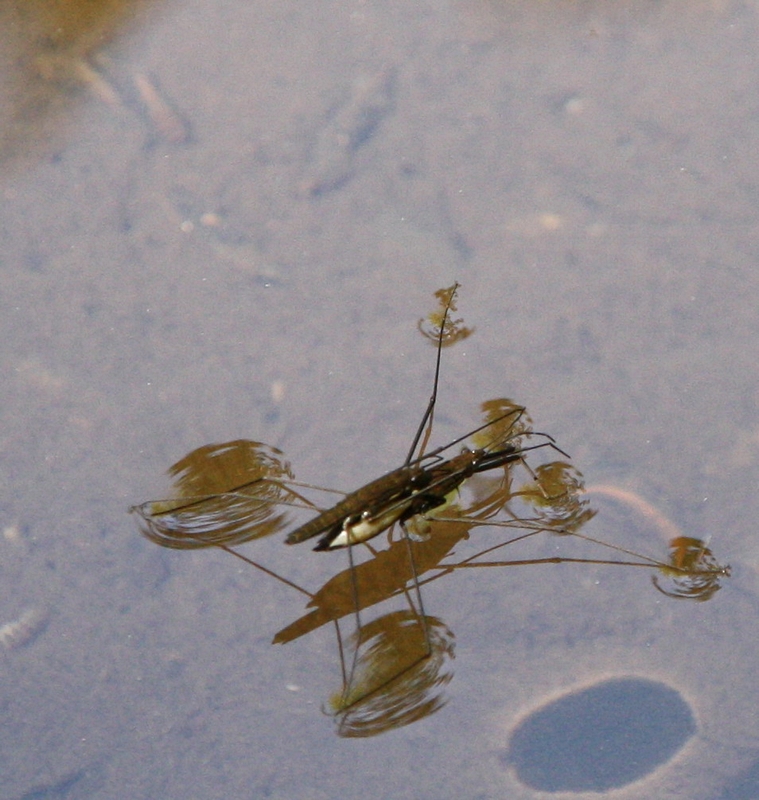 Wasserlufer in der Paarung (deutlich)