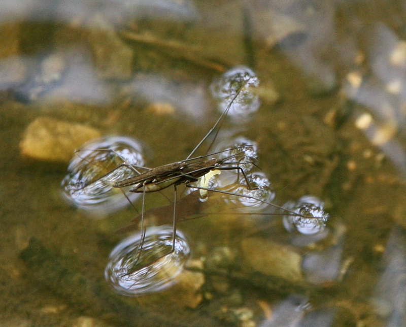 Wasserlufer, gut belichtet