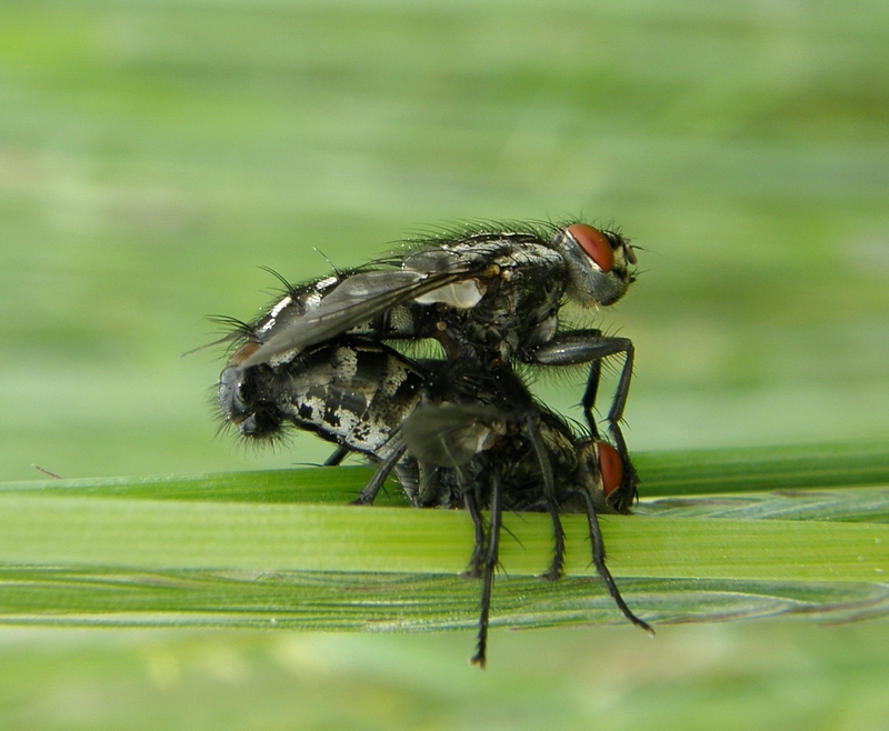 Fleischfliegen