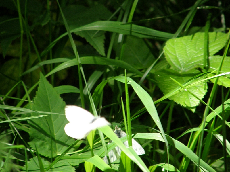 Schmetterling (Kohlweiling) vor der Paarung