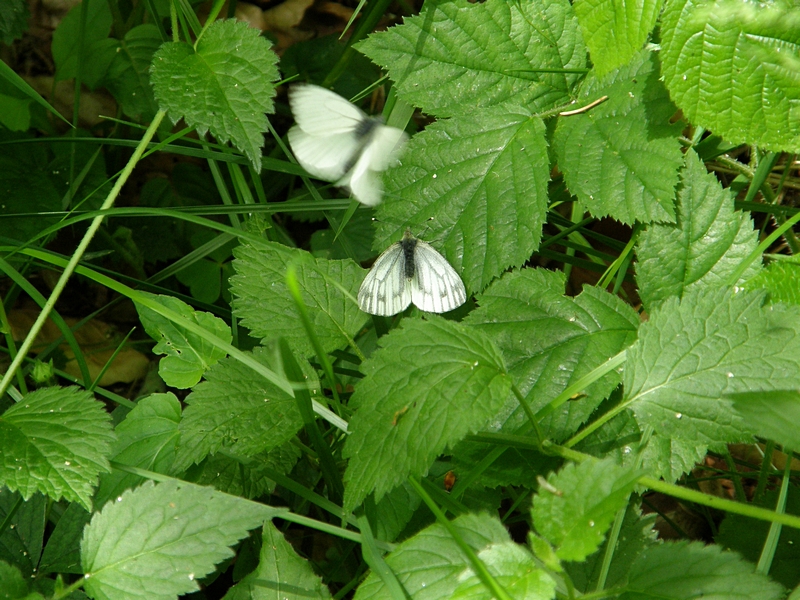 Kolhlweiling, Weibchen mit hochgerecktem Hinterleib