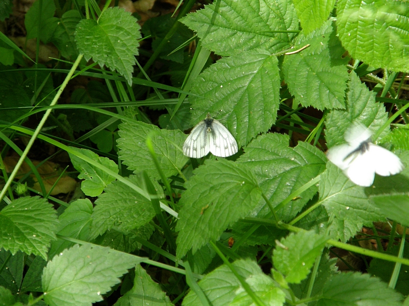 Kohlweilings-Paarung, abgebrochen