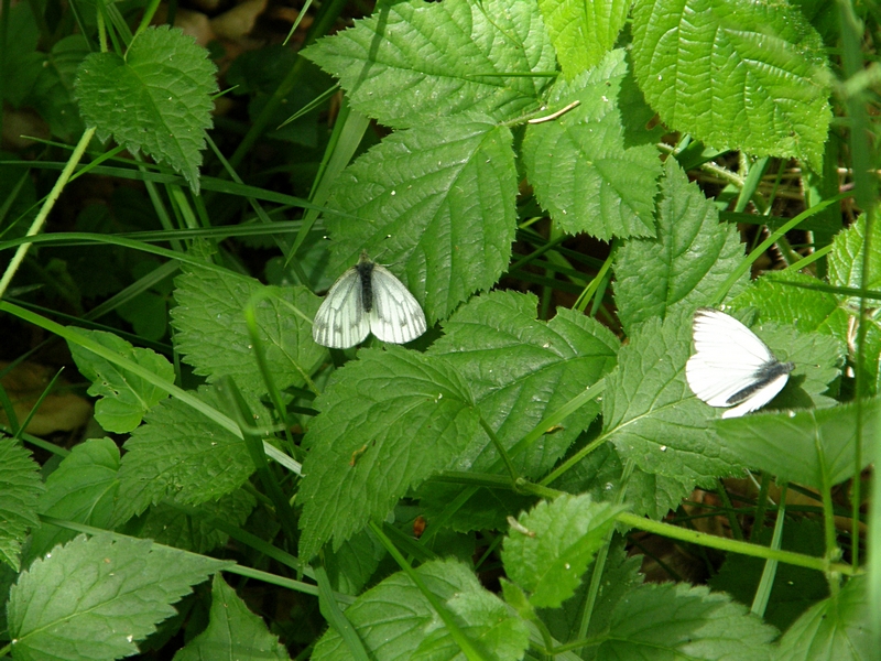 Kohlweilinge (Mnnchen und Weibchen)