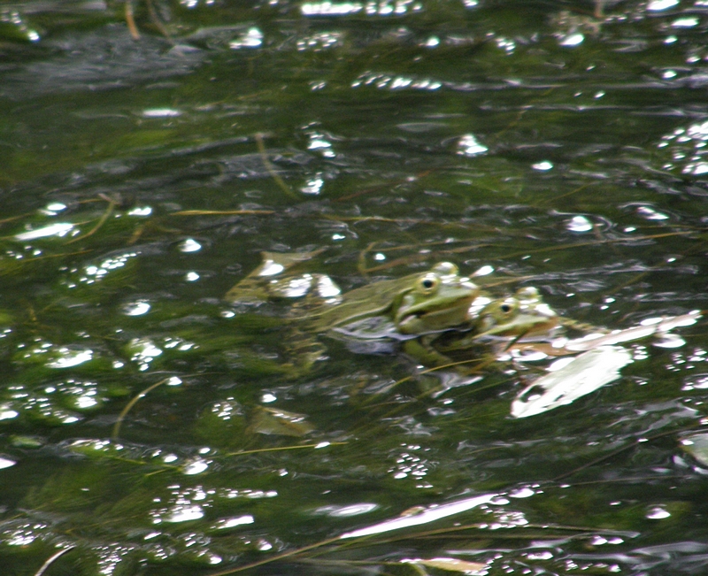 Teichfrsche bei der Paarung im Wasser