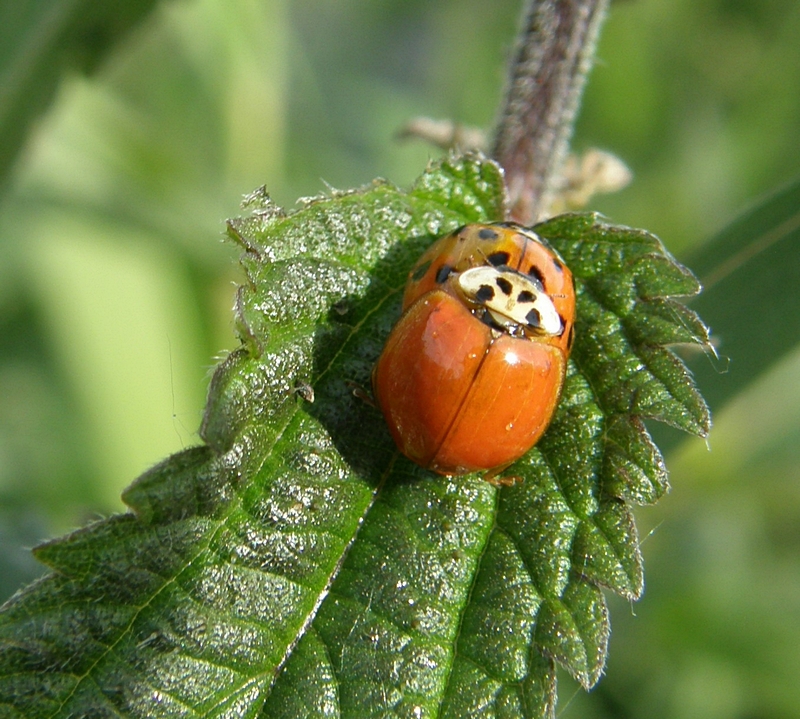 Marienkfer auf Blatt