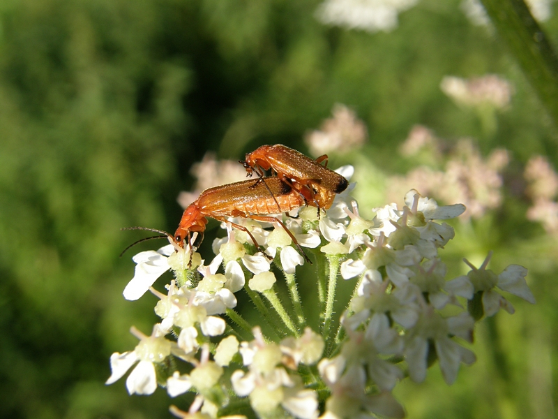 Weichkfer in der Sonne