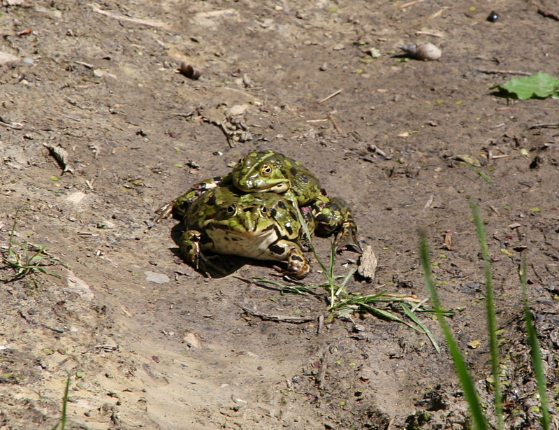 Teichfrsche bei der Paarung