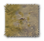 Wasserläufer