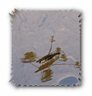 Wasserläufer in der Paarung (deutlich)