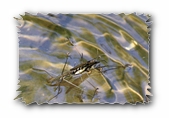 Wasserläufer-Paarung und Konkurrent