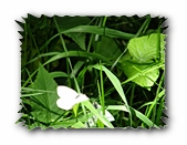 Schmetterling (Kohlweißling) vor der Paarung