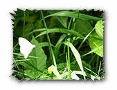 Schmetterling (Kohlweißling) im Anflug