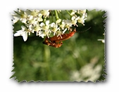 Weichkäfer, an Blüte hängend