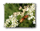Von Blüte zu Blüte