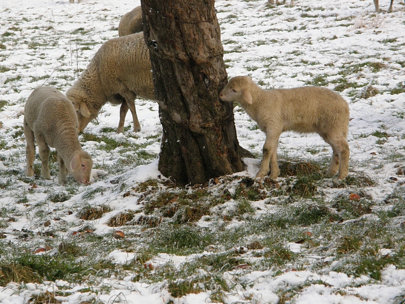 Schfchen am Baum