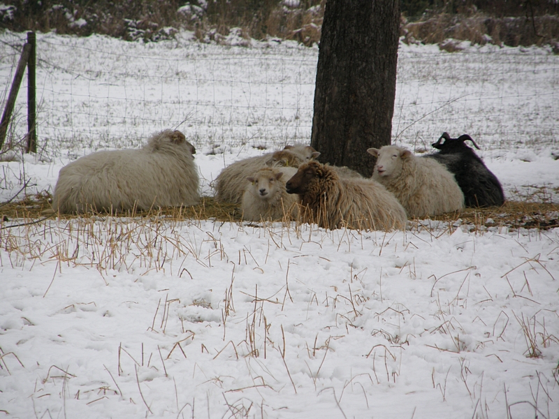 Schafe in der Kälte