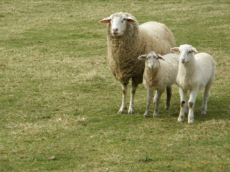 Schafmutter mit zwei Lmmchen