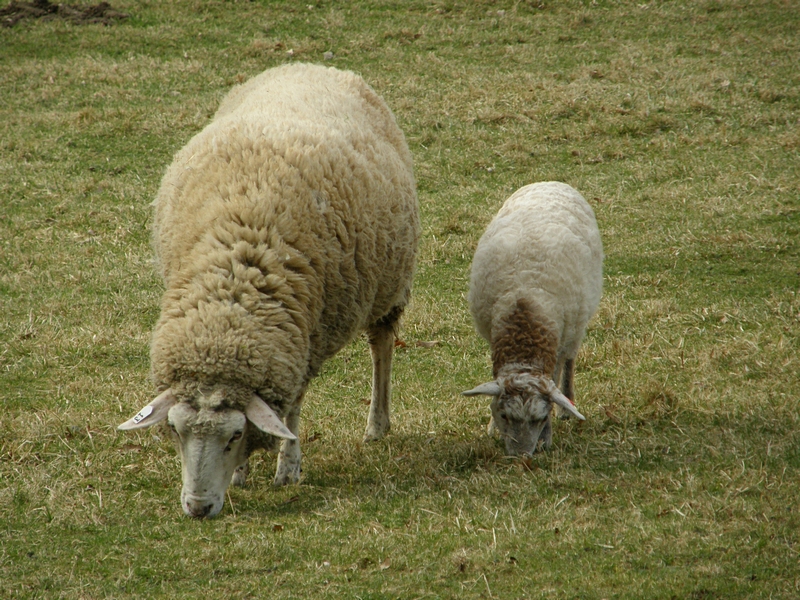 Lmmchen und Mutter, grasend