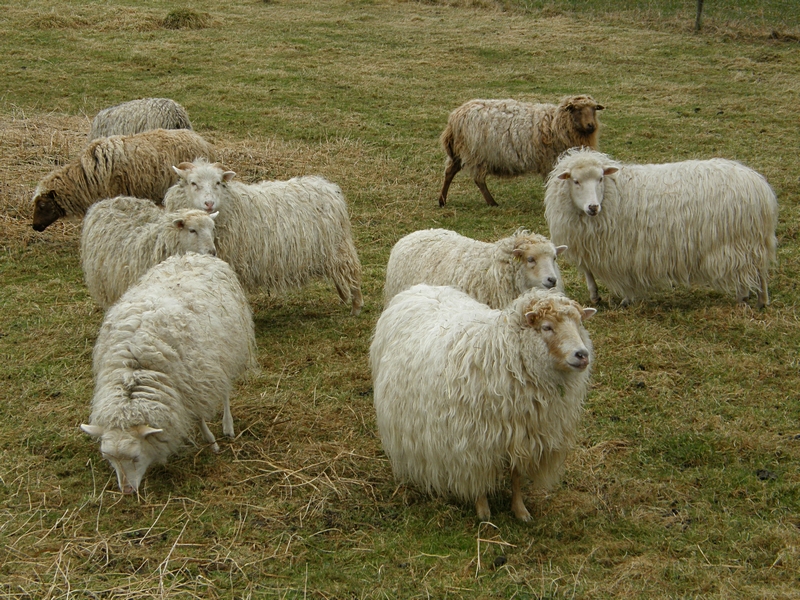 Moorschnucken auf Weide