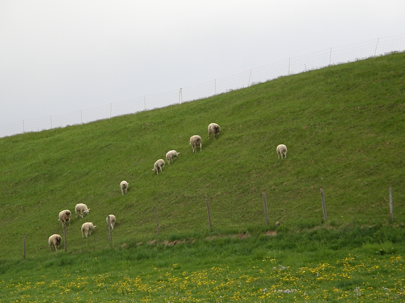 Schafe am Hang