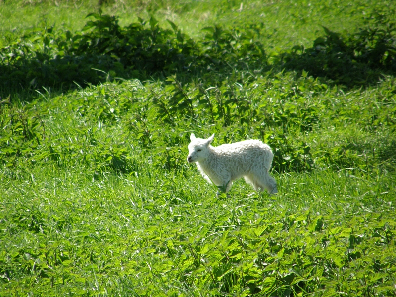 Lmmchen in sonnigem Gras