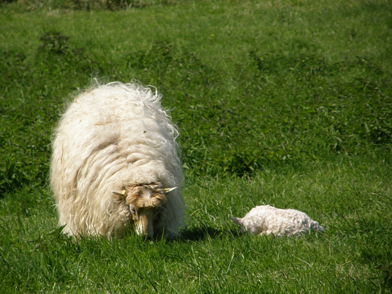 Moorschnucken, grasend