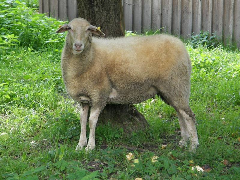 Schaf am Baum