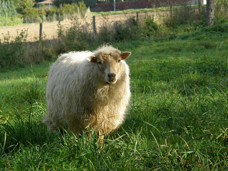 Moorschnucke in seitlichem Licht