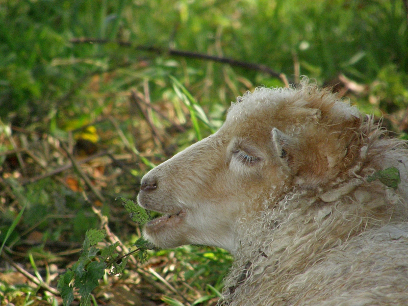 Schaf mit geschlossenen Augen