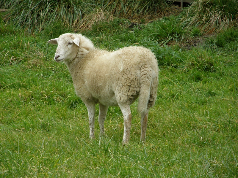 Schaf auf Wiese